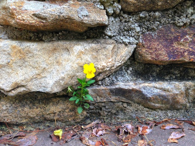 flower in rock