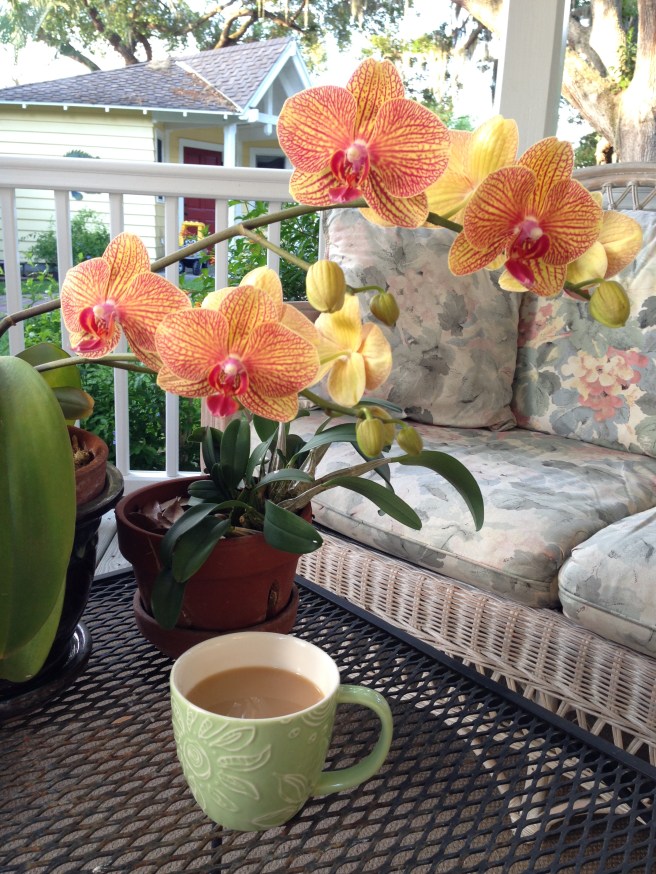 my orchids